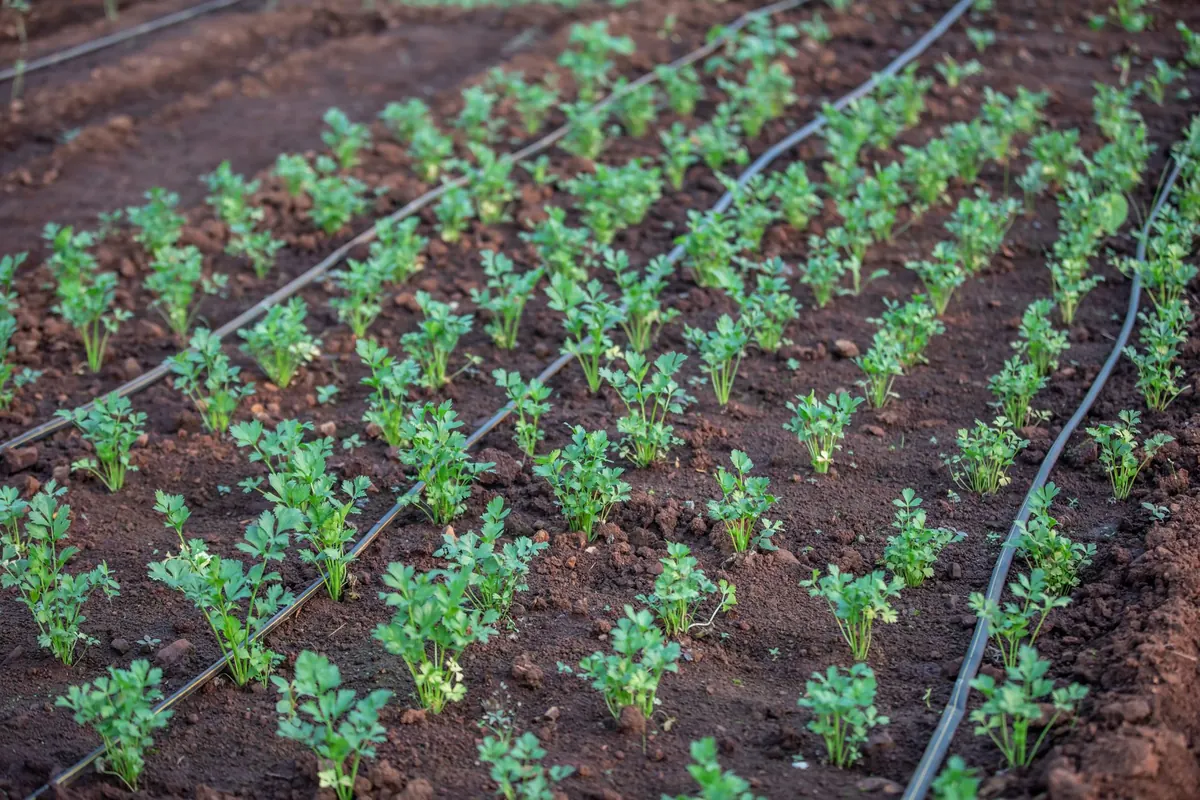 DIY Drip Irrigation for Berry Patches: Step-by-Step Installation