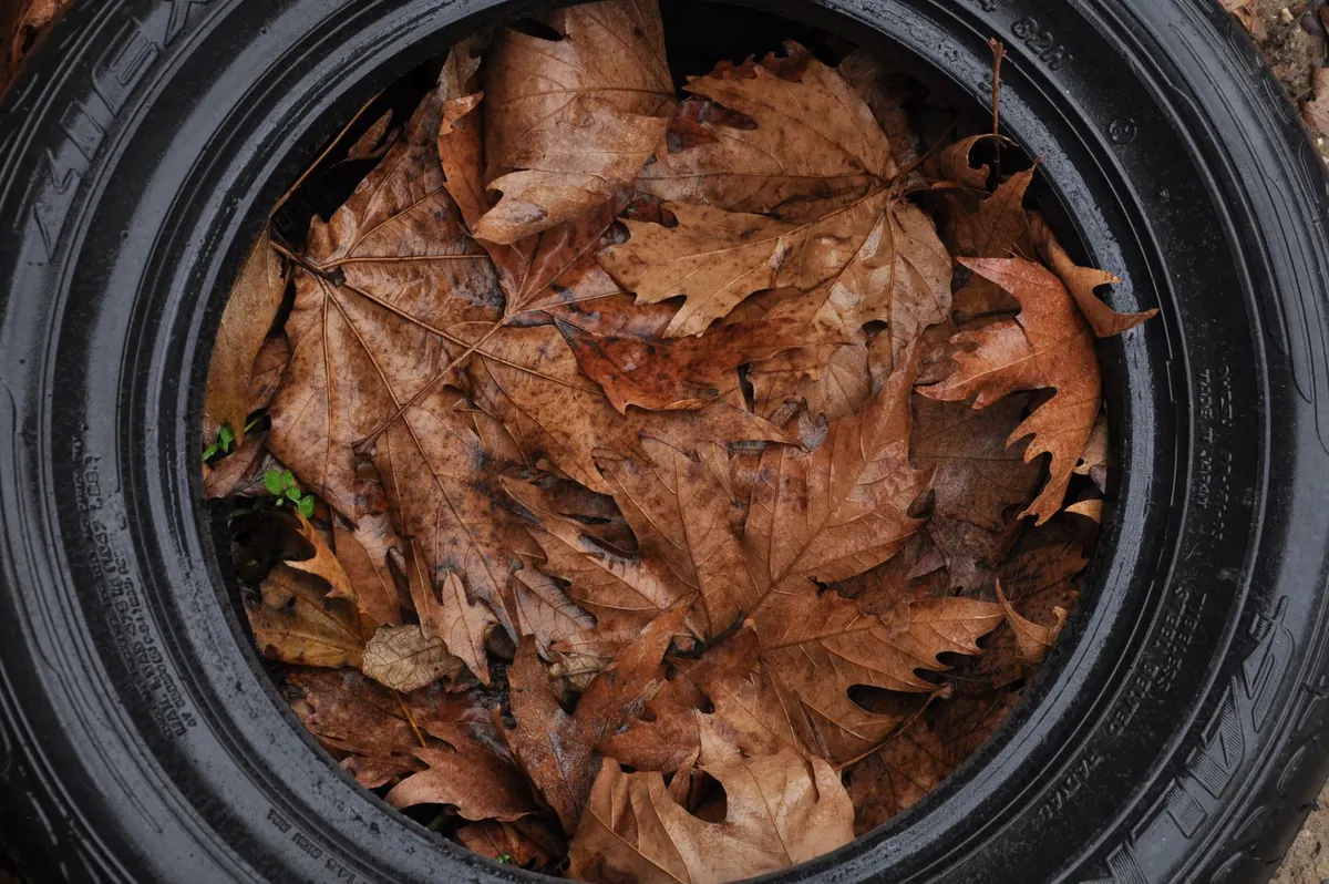 Fall Bramble Patch Cleanup Checklist: Pruning, Mulching, and Pest Control