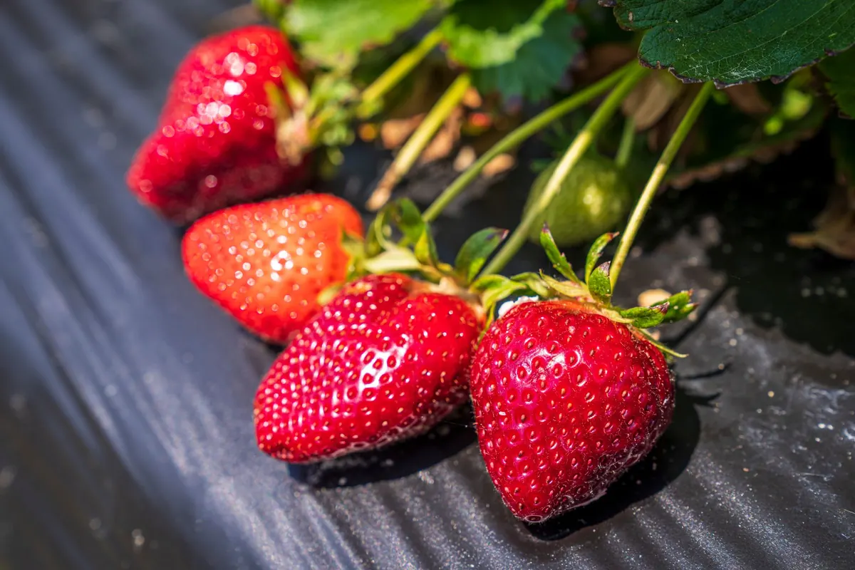 Homestead Berry Patch Planning: A 10-Year Layout for Small Properties