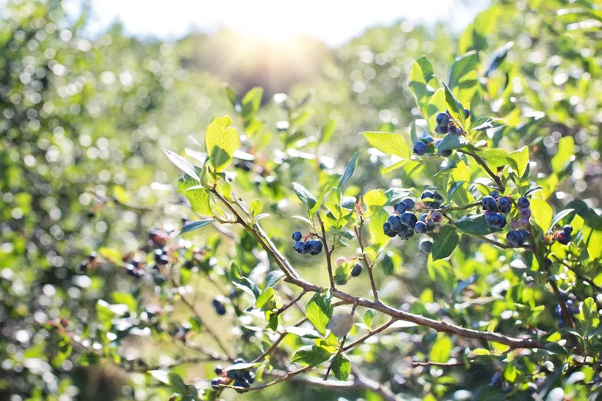 Winter Protection for Berry Bushes: A Seasonal Checklist
